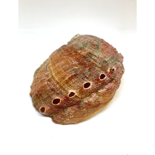 Incense - Abalone Natural Seashell Incense Holder - All Natural 